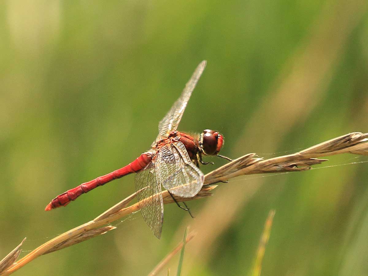 Sympetrum_sanguineum